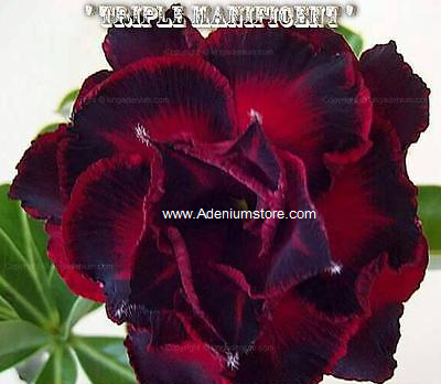 (image for) Adenium Obesum 'Triple Manificent' 5 Seeds - Click Image to Close